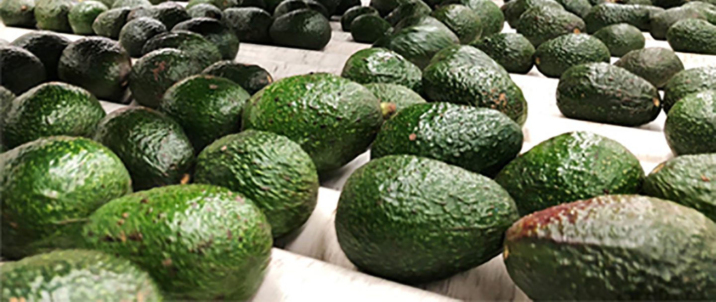 The New Zealand Avocado Industry - New Zealand Avocado Consumer